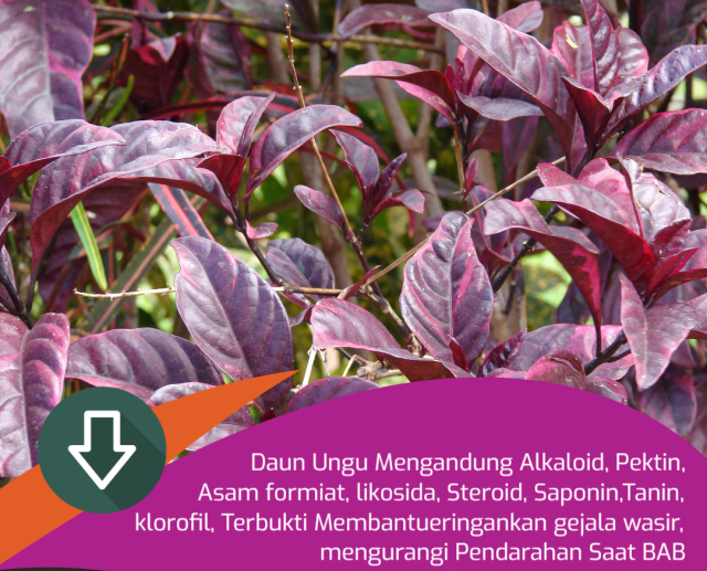 Handelem Daun Handeuleum | Ryan Herbal Farm